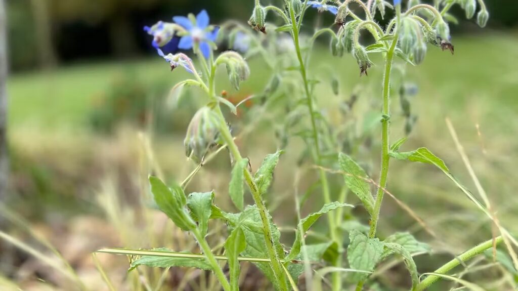 Borage