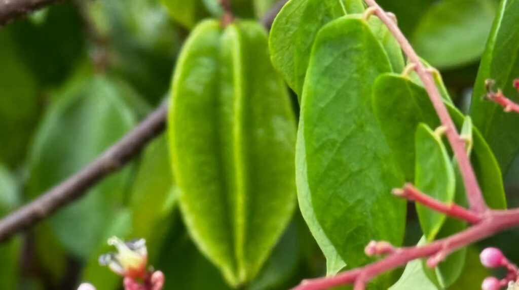 Starfruit (Carambola) Tree