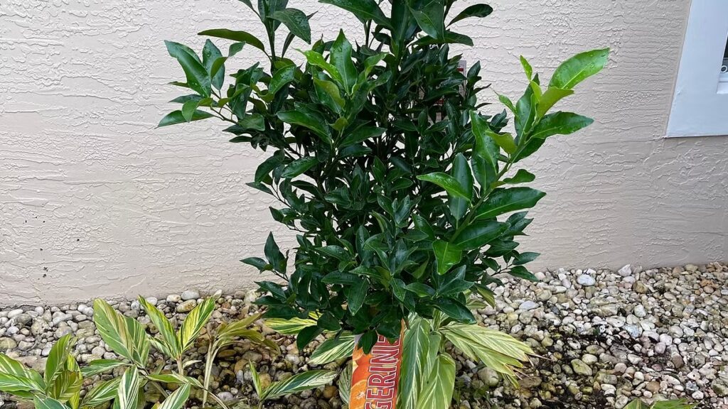 Orange Tree