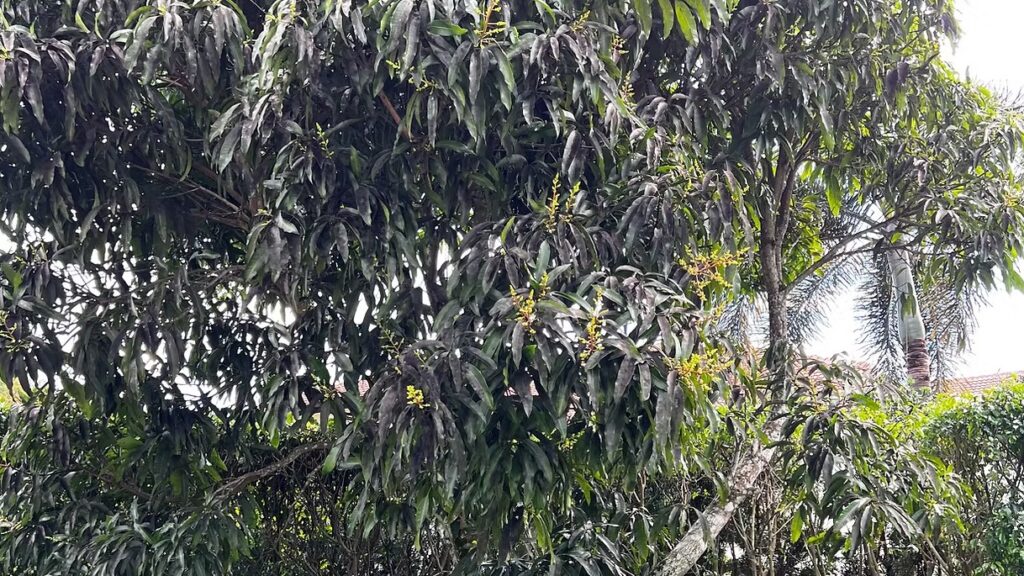 Mango Tree