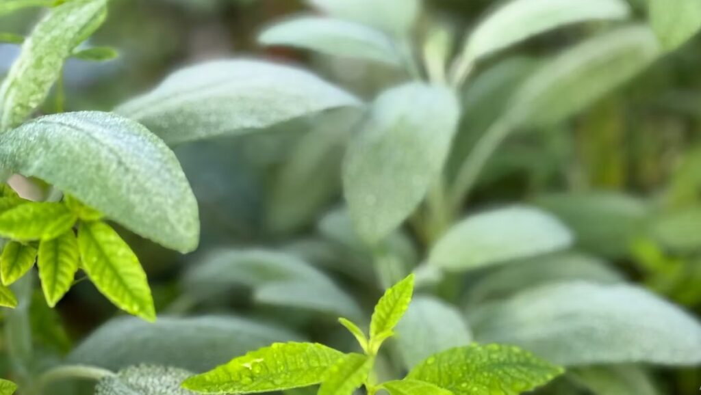Lemon Verbena and Sage