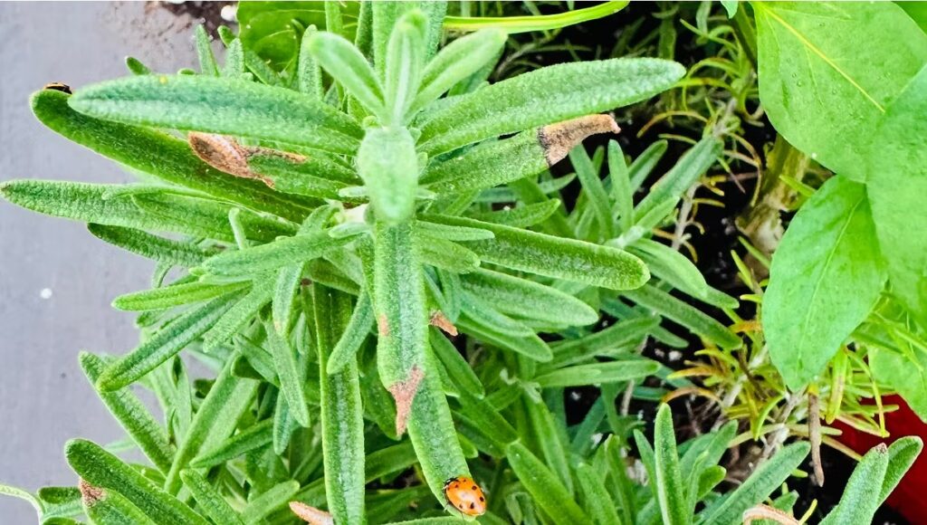 Rosemary with Ladybugs