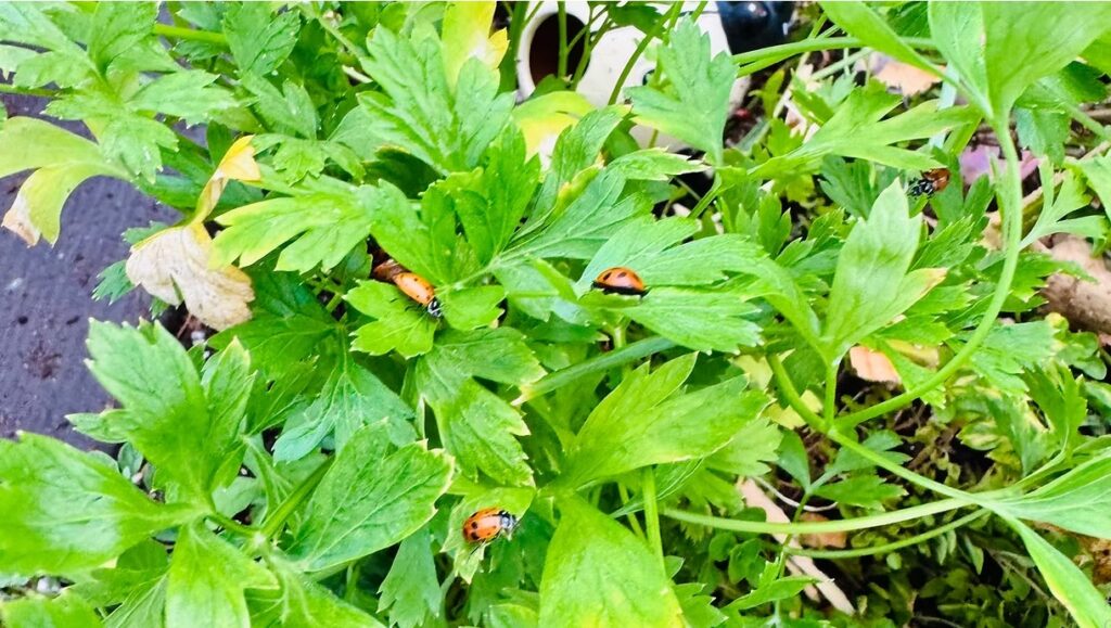 Italian Parsley