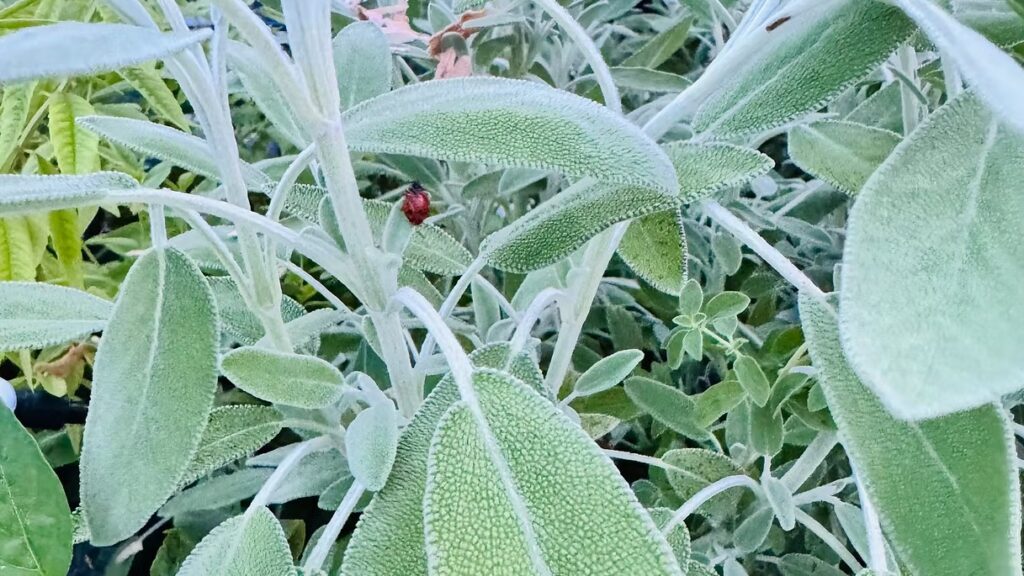 Sage