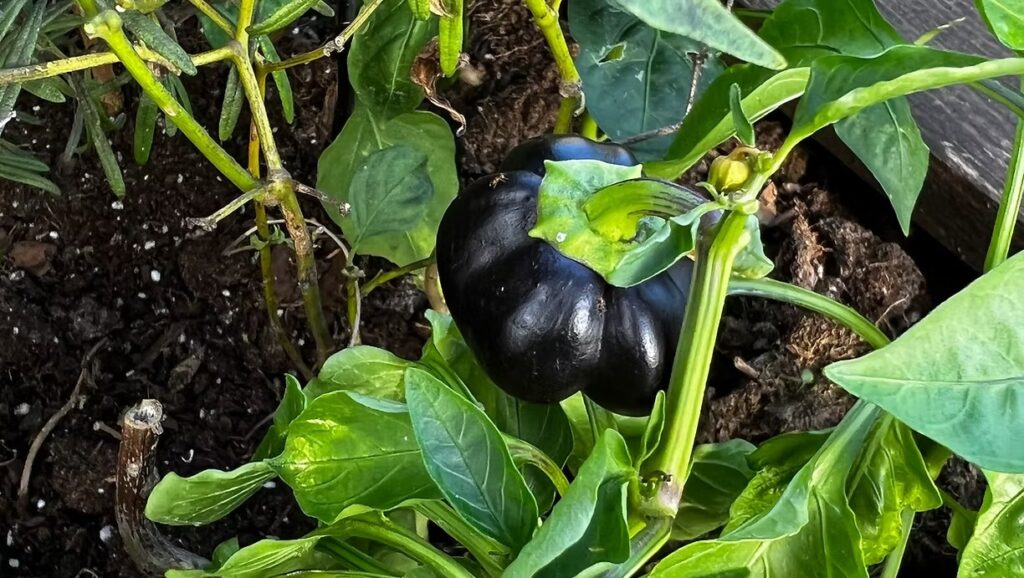 Black Sweet Bell Pepper Plant