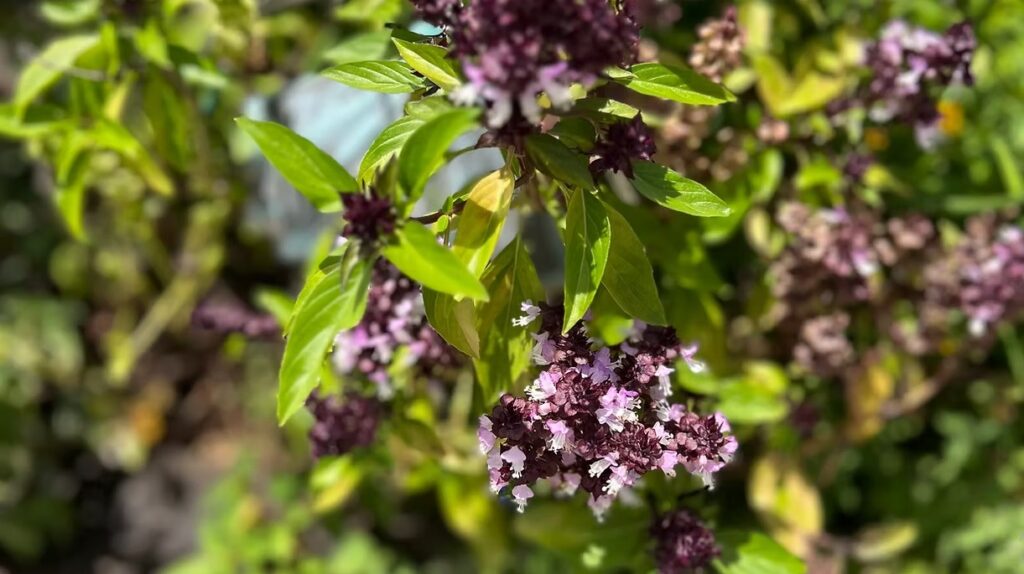 Thai Basil
