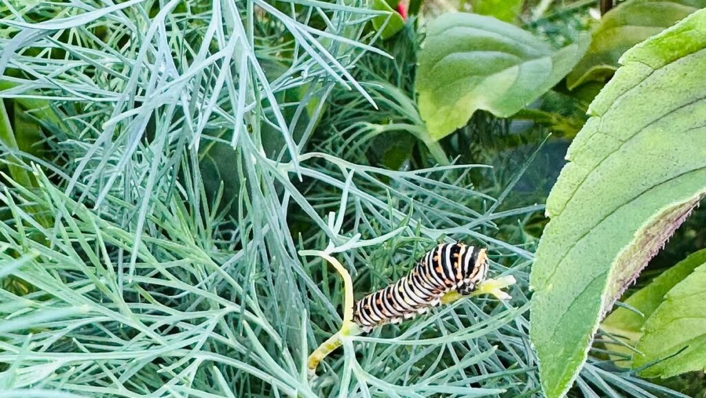 Italian Parsley