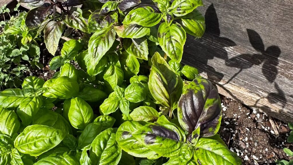 Purple and Green Basil