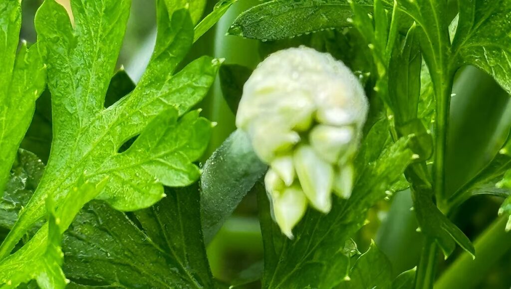 Chive Blossom and Parsley