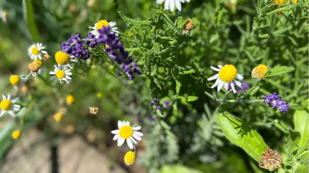 Chamomile and Lavender