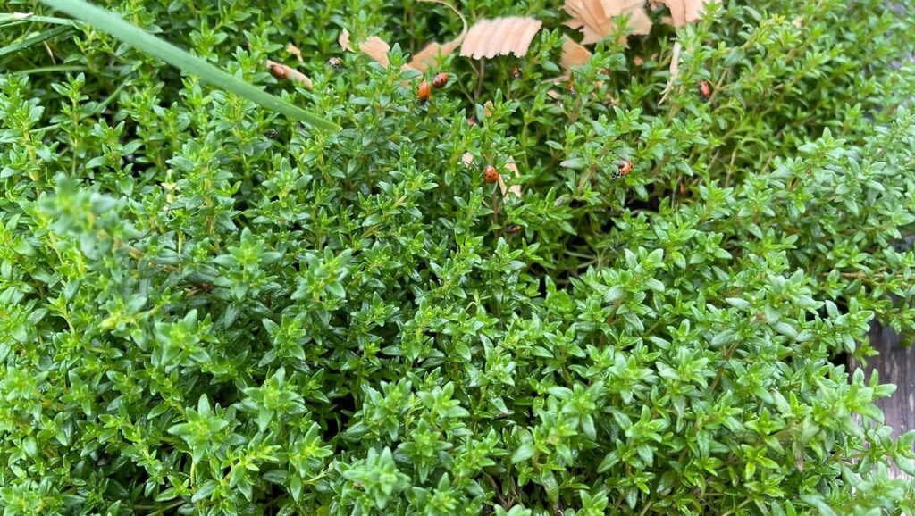 Thyme