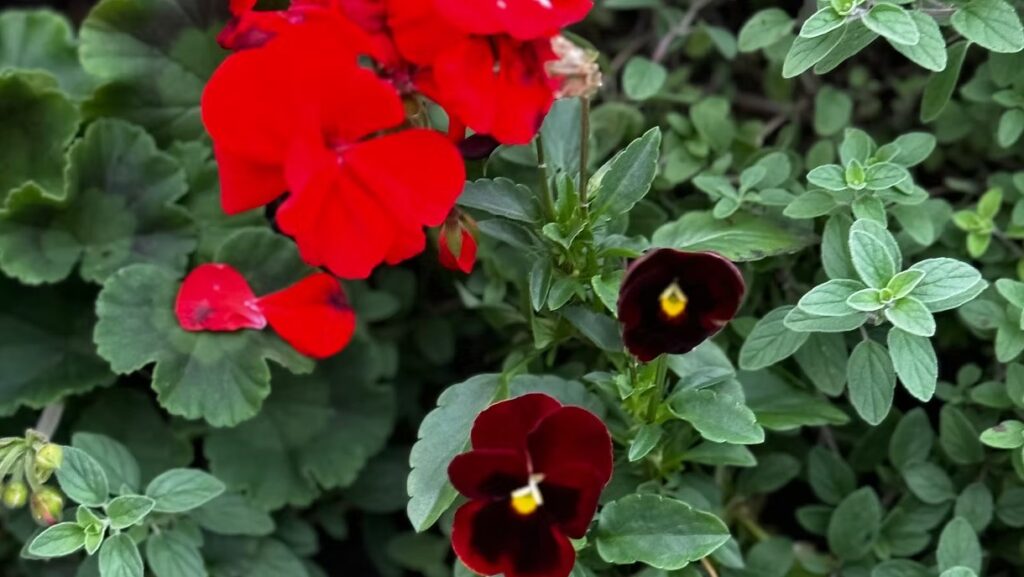 Red Geranium and Pansies