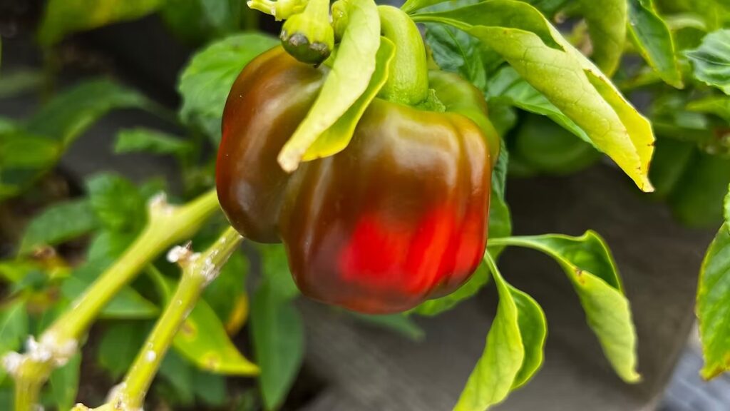Red Bell Pepper