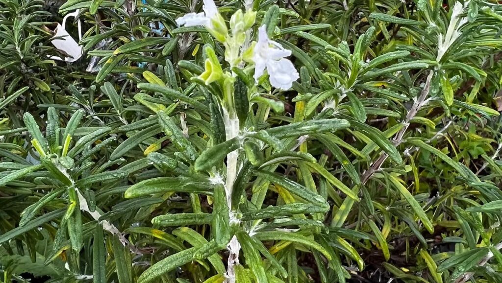 Rosemary Blooms