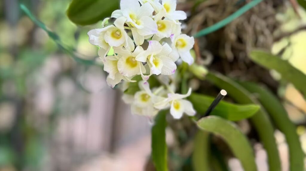 White Dendrobium Orchid