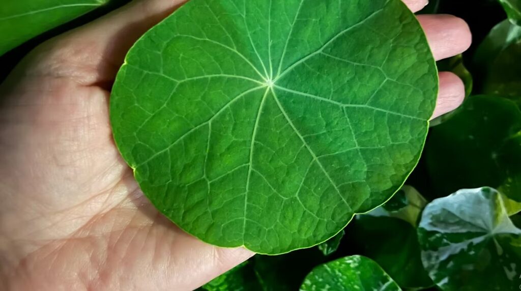 Nasturtium Leaf