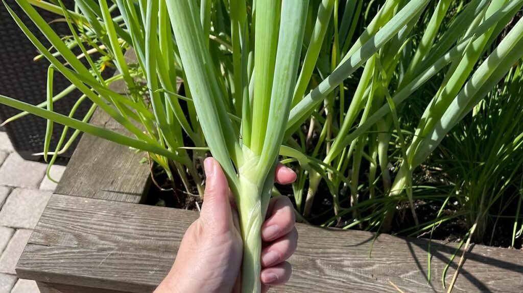 Scallions
