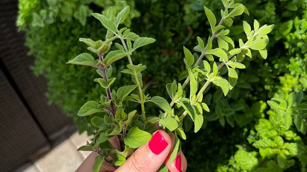 Oregano