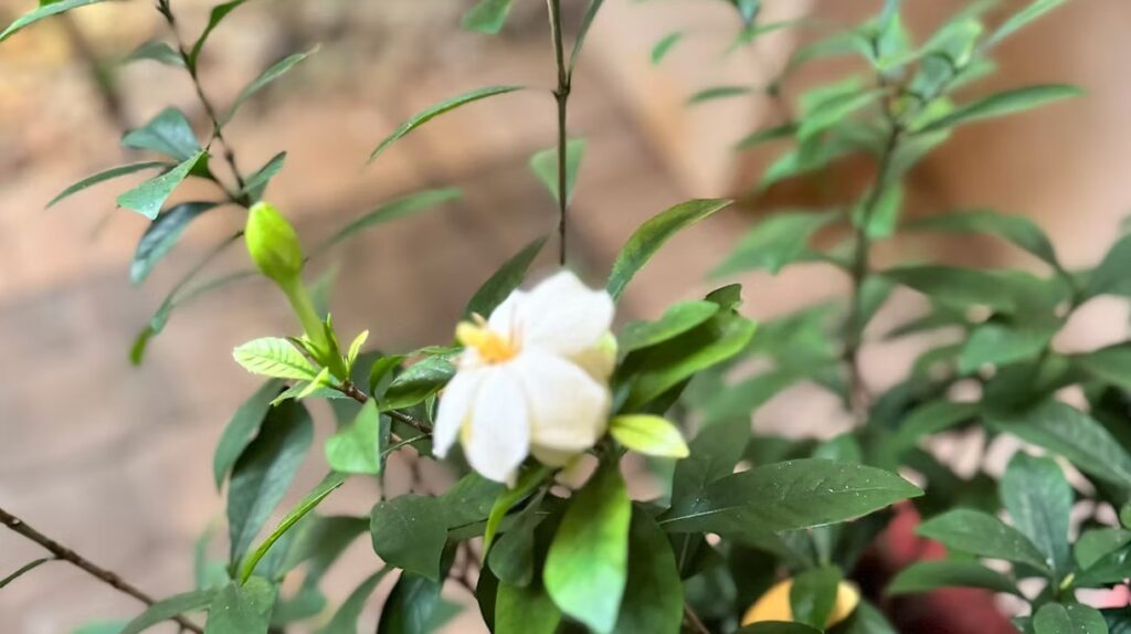 Gardenia Bush