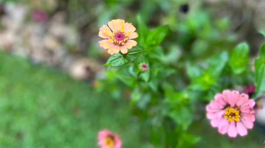 Multi-colored Zinnias