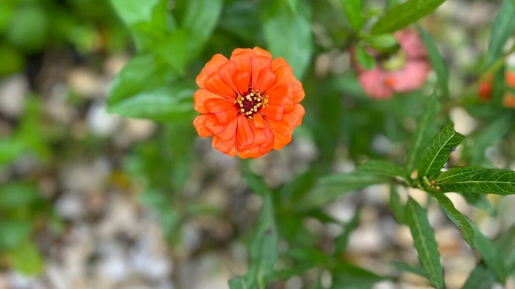 Orange Zinnia
