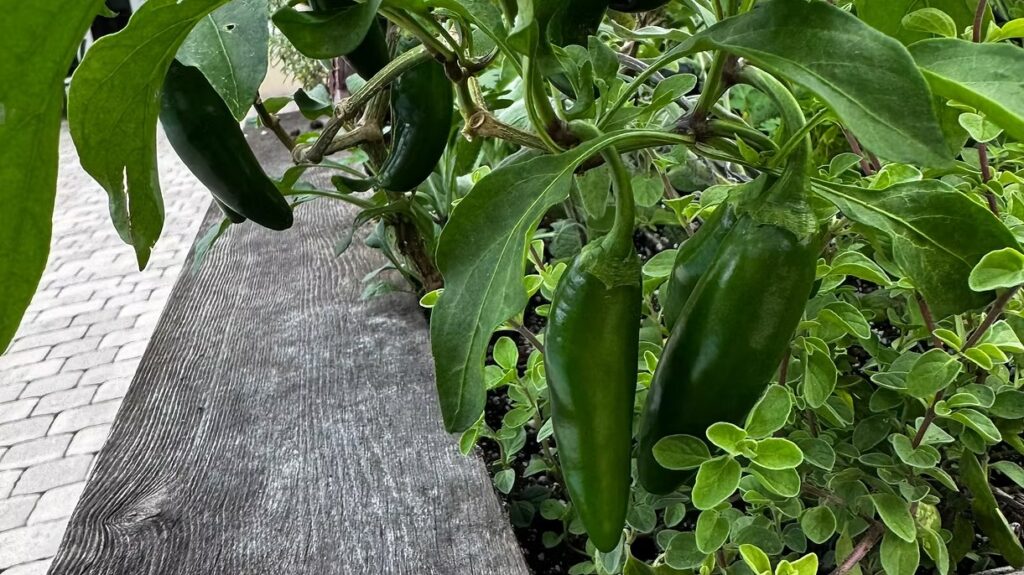 Jalapeño and Oregano