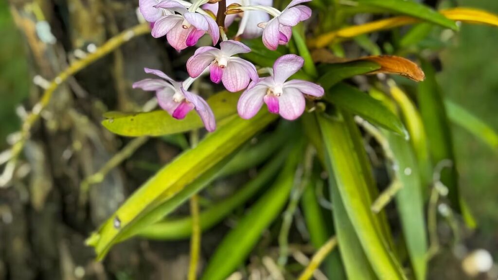 Purple and Pink Vanda Orchid