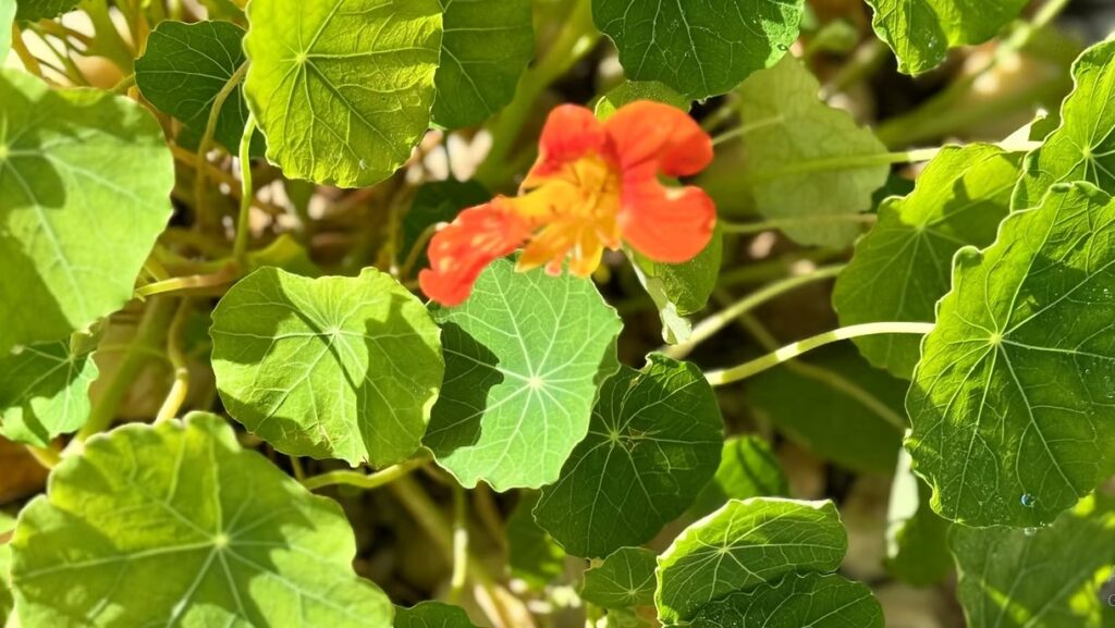 Orange Nasturtium