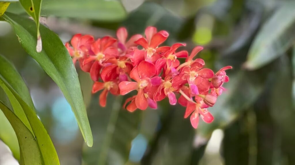 Red Mini Vanda Orchid