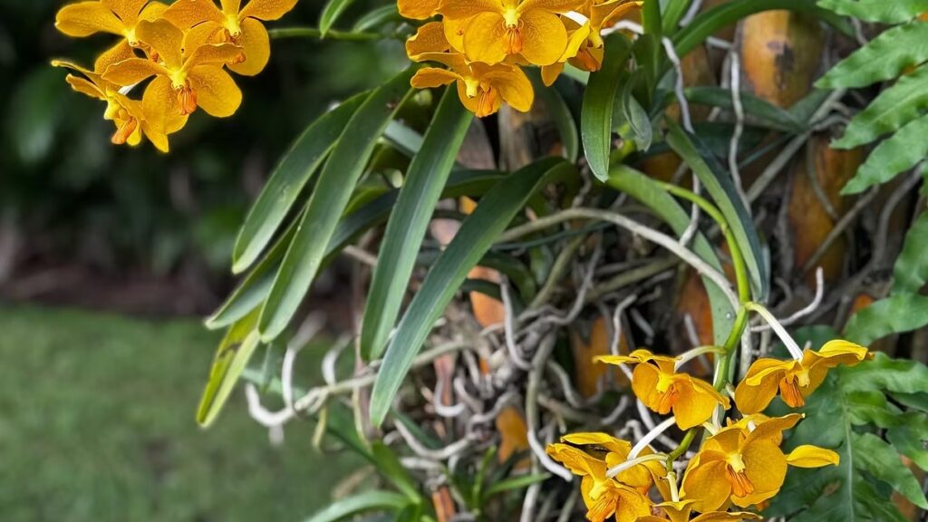 Yellow Vanda Orchids