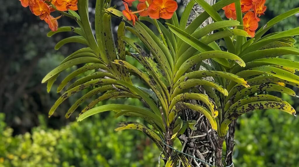 Orange Vanda Orchids