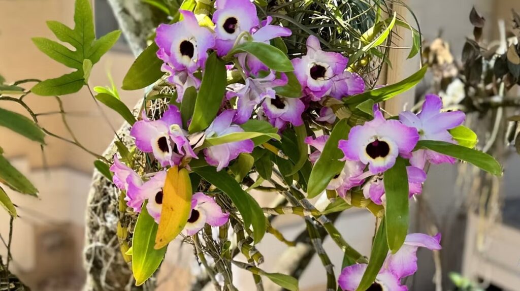 Purple and White Cattleya Orchid