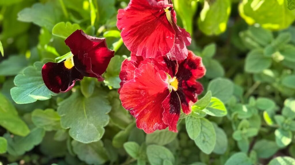 Red Pansies