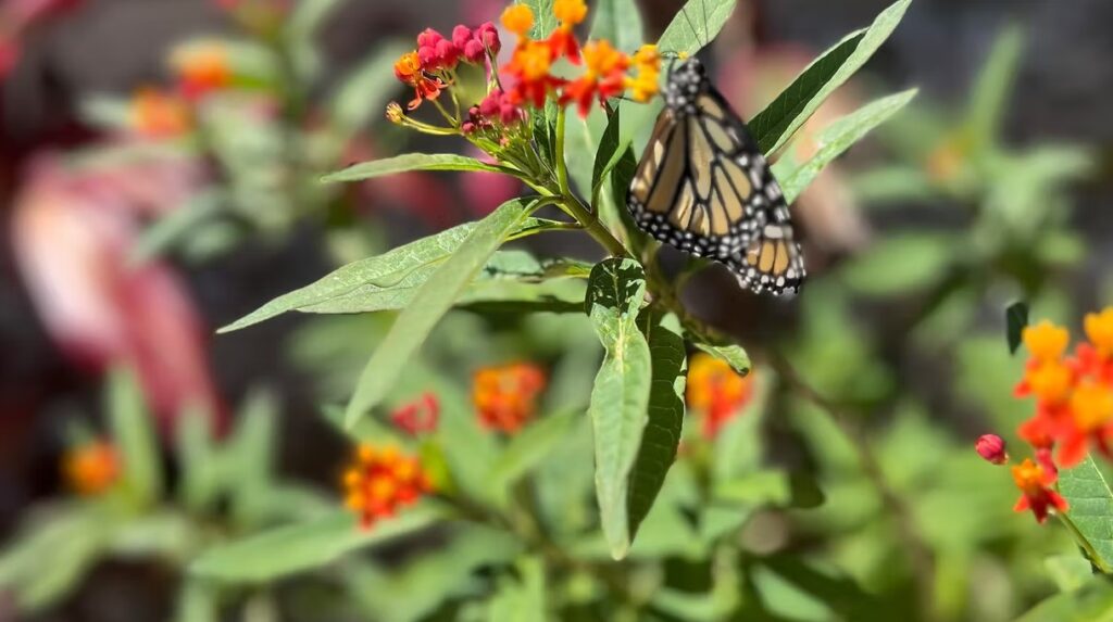 Orange Milkweed with a Monarch Butterfly