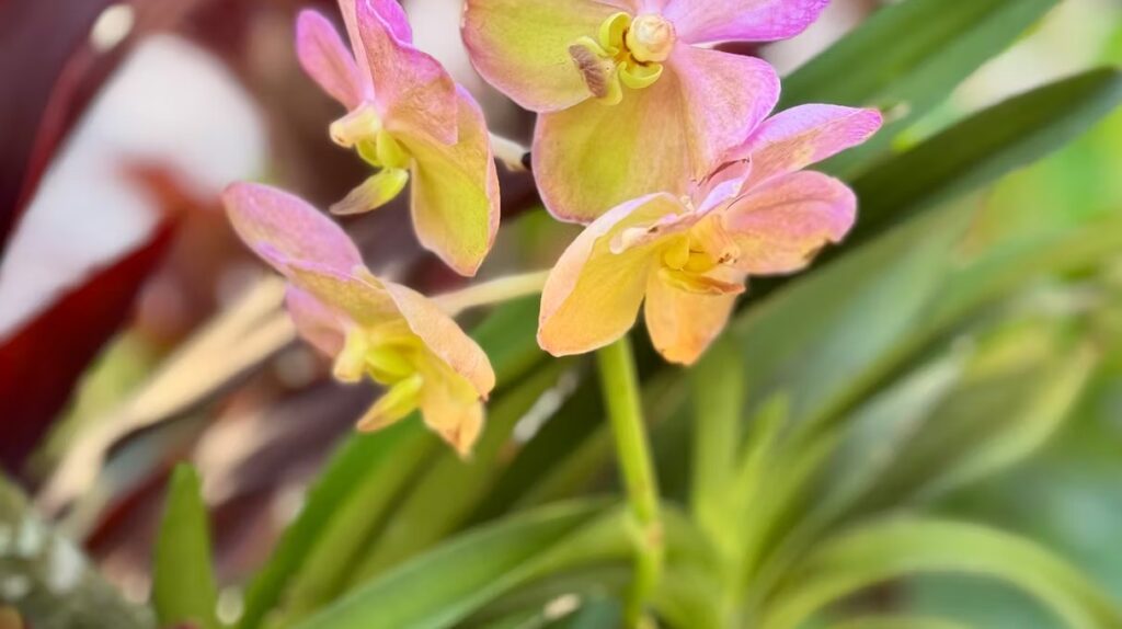 Pink and Yellow Vanda