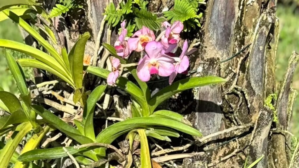 Vanda Orchid on a Tree