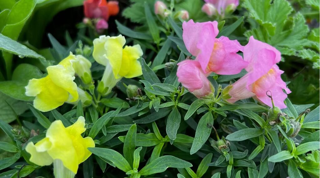 Pink and Yellow Snapdragons