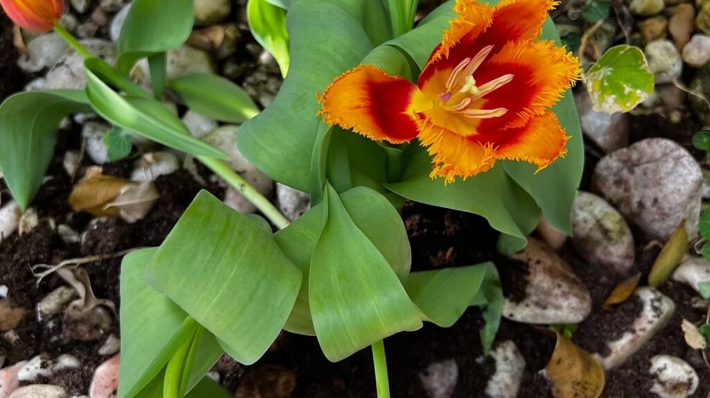 Orange Tulips
