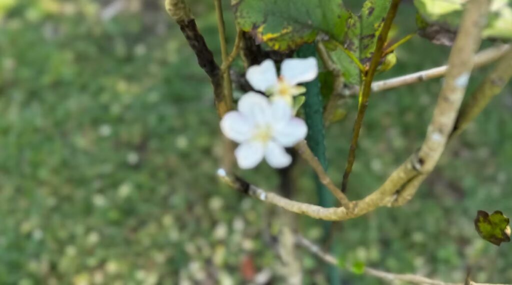 Pink Lady Apple Tree Blossom
