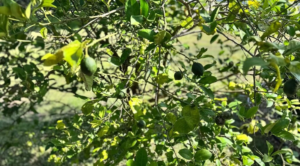 Citrus Cocktail Tree