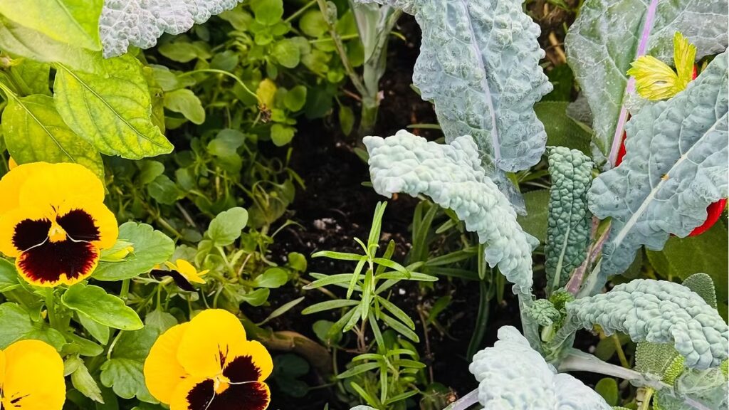 Kale and Pansies