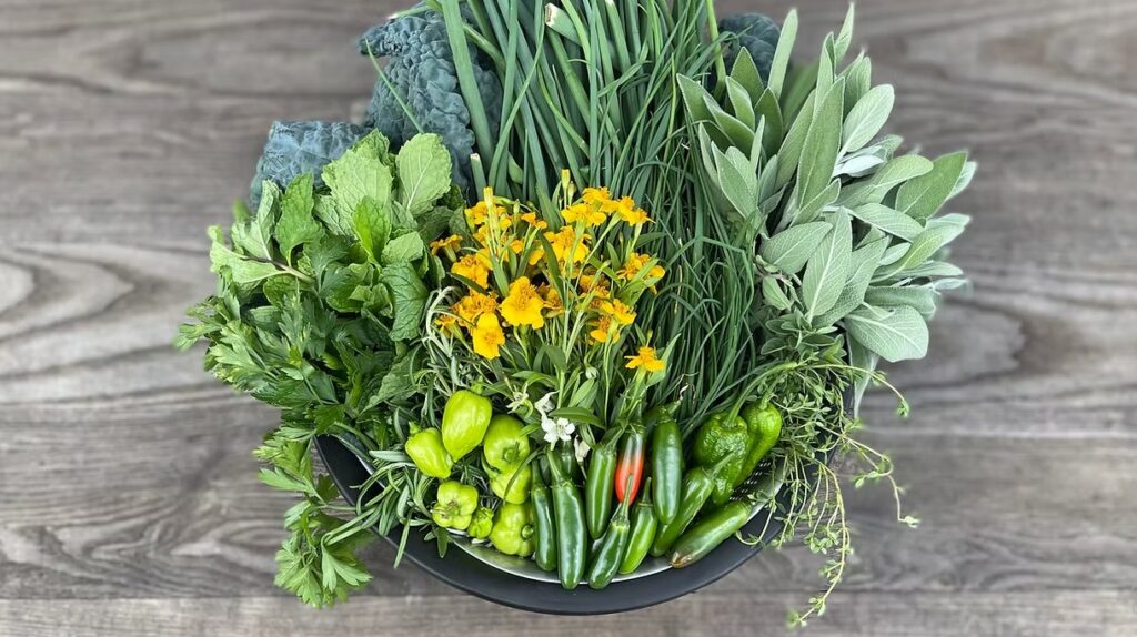 Colander Harvest Sage, Chives, Peppers, Tarragon and Oregano