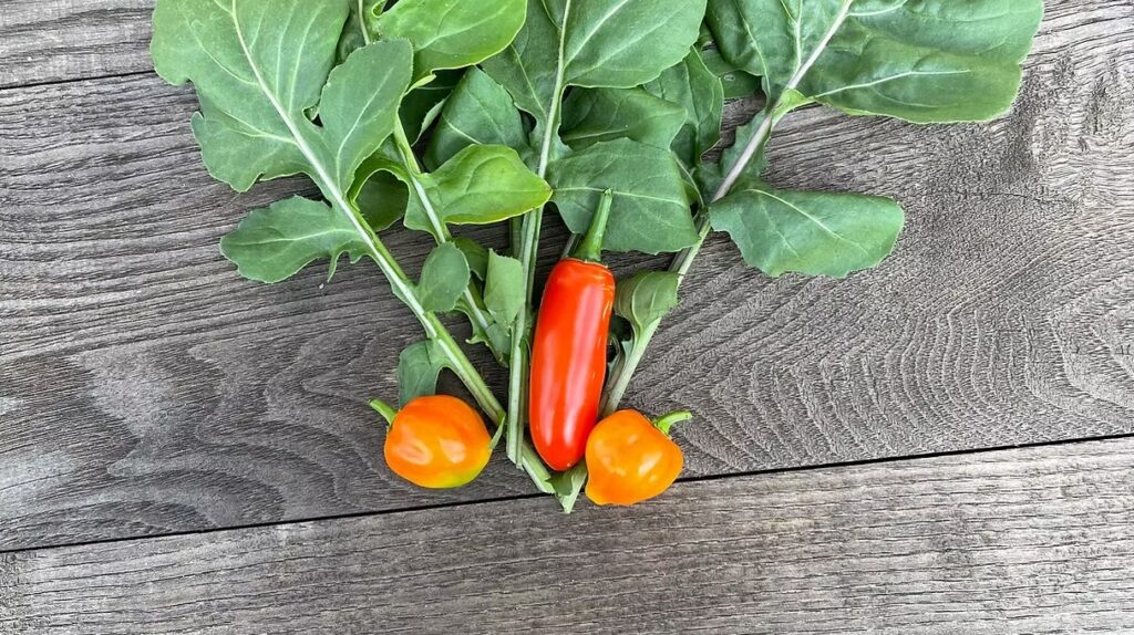 Arugula and Chili Peppers Harvest