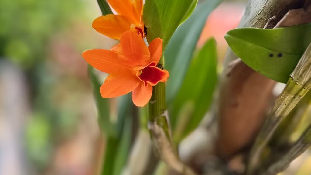 Mini Cattleya Orchid