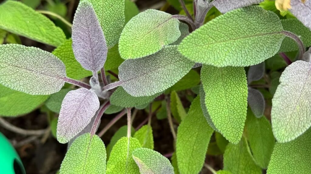 Purple Sage
