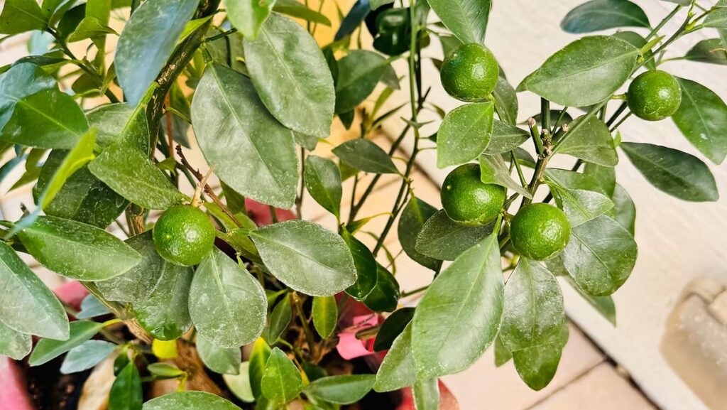 Calamondin Tree