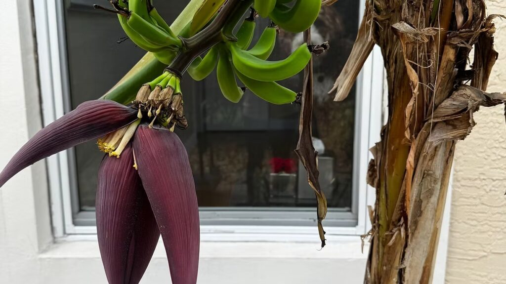 Banana Tree Flower with Bananas