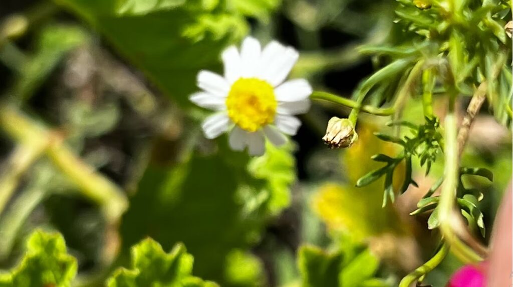 Chamomile