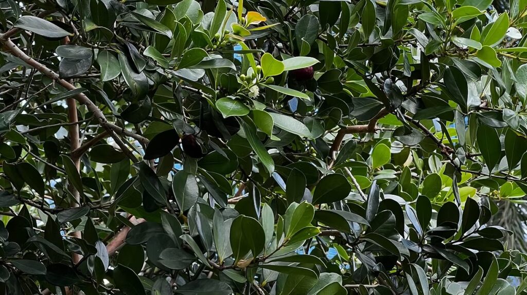 Guava Berry Tree