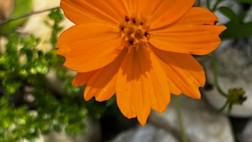 Orange Cosmos